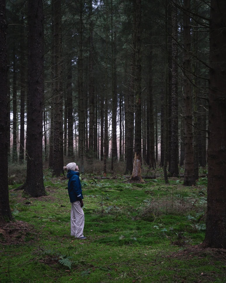 Bossen van Drenthe Nederland Wandeling Winterwoods