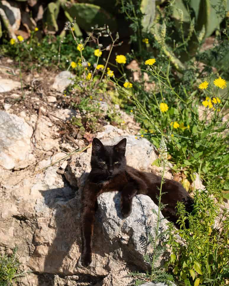 Best things to do in Nafplio in Greece Arvanitias Walk Cat Nafplio