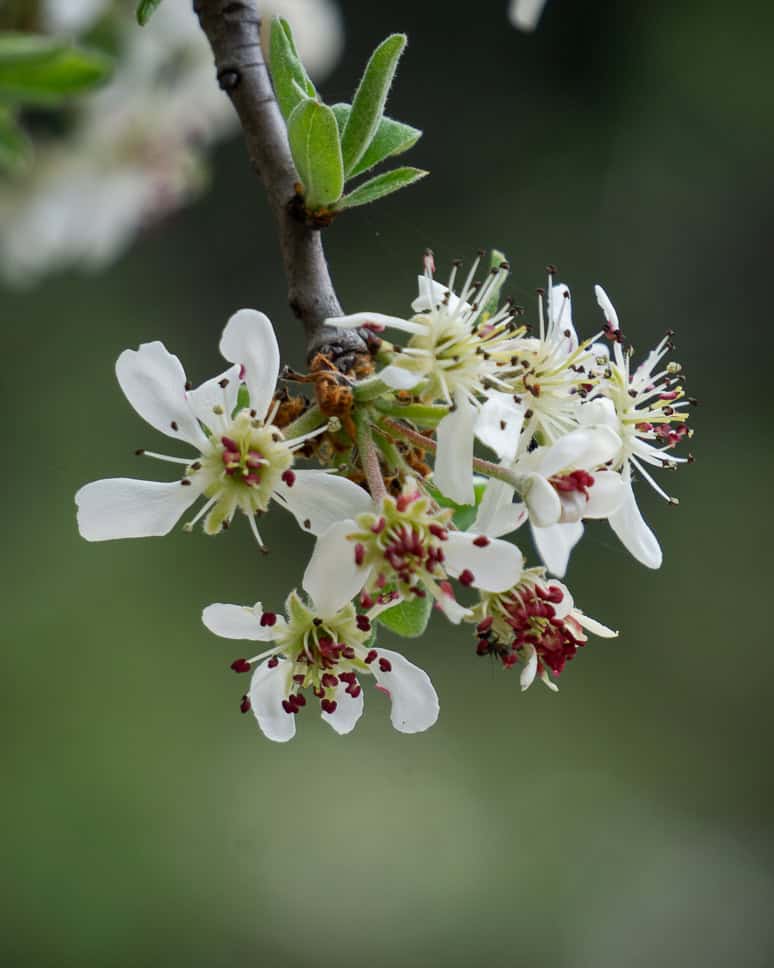 The ultimate 10-day itinerary for Greece + Peloponnese Greece spring Blossoms