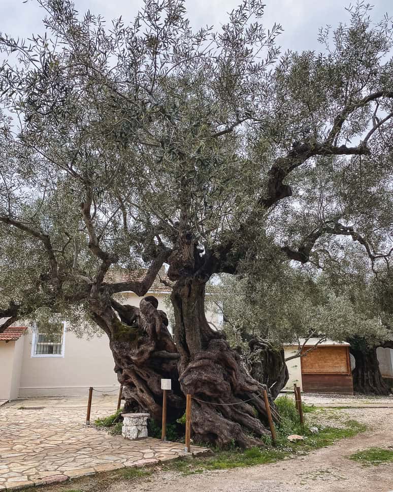 What to do in Zakynthos the oldest olive tree Zakynthos