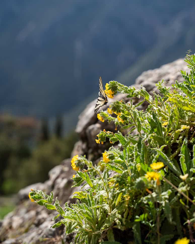 What to do in Delphi, Greece: A magical journey back in time Best time to visit Delphi and Greece in Spring