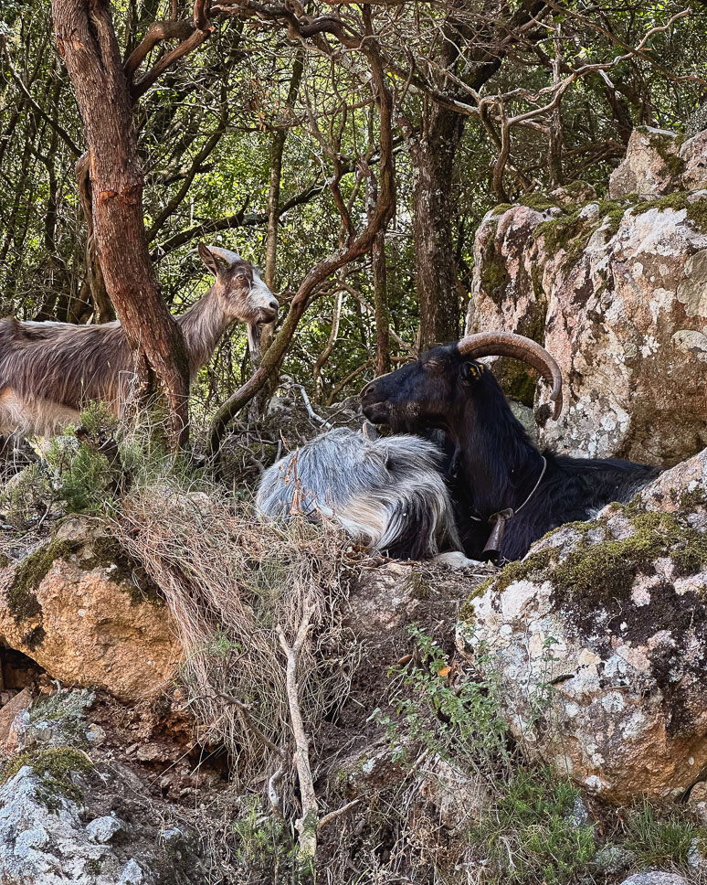 Car rental in Corsica: everything you need to know (+ our own experience driving in Corsica) Goats by the roadside in the mountains of Corsica.