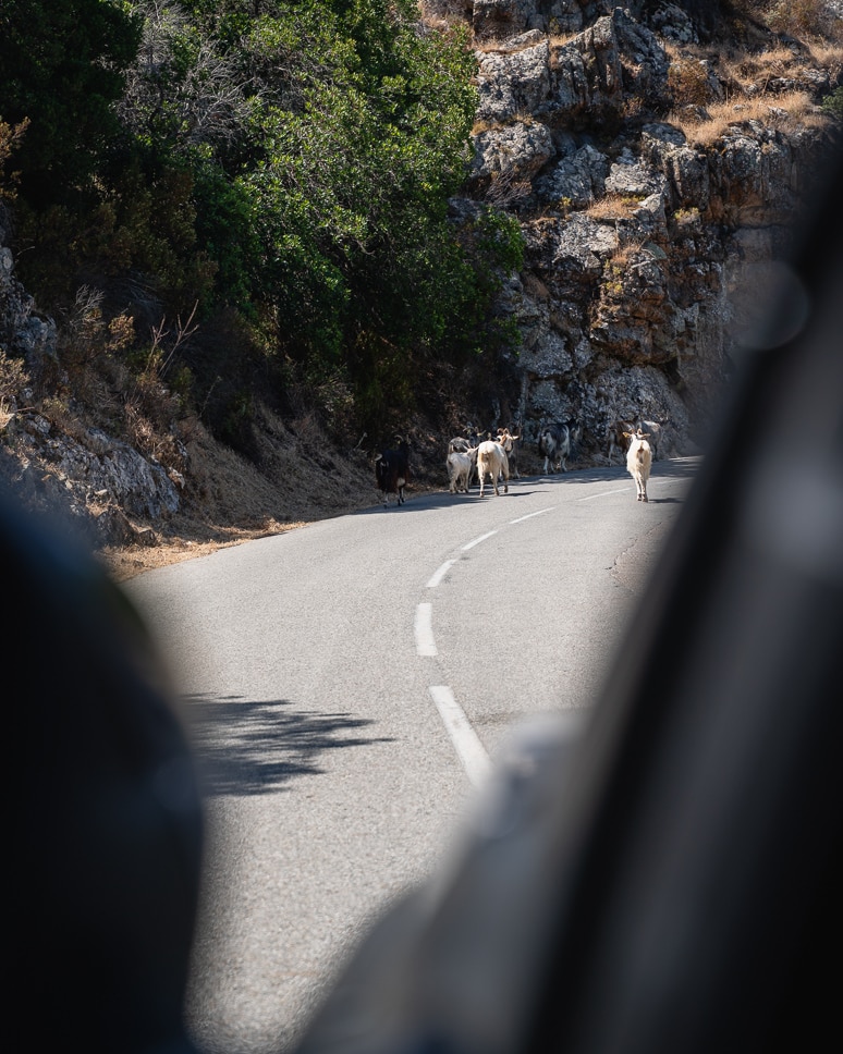 Car rental in Corsica: everything you need to know (+ our own experience driving in Corsica) Goats on the road while driving in Corsica